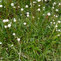 Eriocaulon philippo-coburgii Szyszyl. ex Wawra
